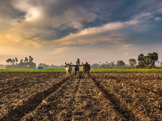 Maharashtra news nashik news 362 farmer suicides in Nashik division in 2022 end year Nashik Farmers : 'तुमच्या साथीला आम्ही आहोत ना बाबा', नाशिक विभागात वर्षभरात 362 शेतकऱ्यांनी संपवलं जीवन