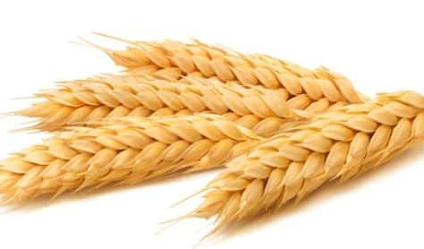 यंदा गव्हाची कमतरता भासणार नसल्याचेही सांगण्यात आलं आहे. याच पार्श्वभूमीवर सरकारकडून सध्या मोठ्या प्रमाणावर गव्हाची खरेदी सुरु आहे.