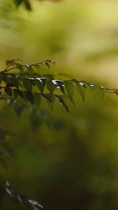 स्वयंपाकघरातील कढीपत्ता केसांच्या मोठ्या समस्या दूर करू शकतो; जाणून घ्या आश्चर्यकारक फायदे