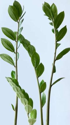 स्वयंपाकघरातील कढीपत्ता केसांच्या मोठ्या समस्या दूर करू शकतो; जाणून घ्या आश्चर्यकारक फायदे