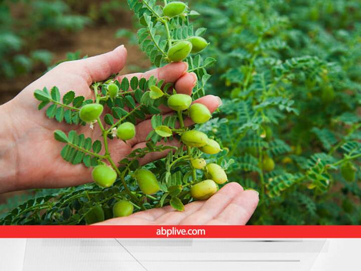 ICAR-IARI develops Climate Smart Drought Hardy Chickpea variety Pusa JG 16 Helps to save water Chikpea Farming: चने की ये किस्म सूखे में भी देती है बंपर प्रोडक्शन, खेती के लिए पानी की नहीं पड़ेगी ज्यादा जरूरत