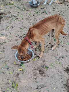 Dogs Cats Rescued : விலங்குகள் நல அமைப்புகளின் கூட்டு நடவடிக்கையில் 101 விலங்குகளை மீட்ட தமிழ்நாடு காவல்துறை!