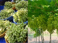 एक नंबर! सांगलीच्या शेतकरी भावांनी शोधली द्राक्षाची नवी जात, केंद्र सरकारचे पेटंटही मिळालं