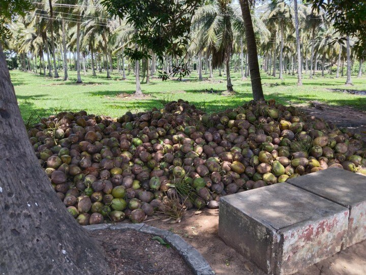 தஞ்சாவூருக்கு பெருமை சேர்க்கும் சூரக்கோட்டை சிவாஜி பண்ணை..!