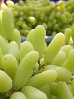 Sangli News : मिरज तालुक्यातील कवलापूरच्या द्राक्ष उत्पादक शेतकरी बंधूंची गोल्डन कामगिरी! द्राक्षाची नवीन वाण केली विकसित