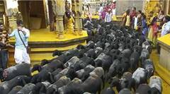 In Pics : यळकोट यळकोट जय मल्हार! अडीच हजार मेंढरांचं खंडेरायाला रिंगण