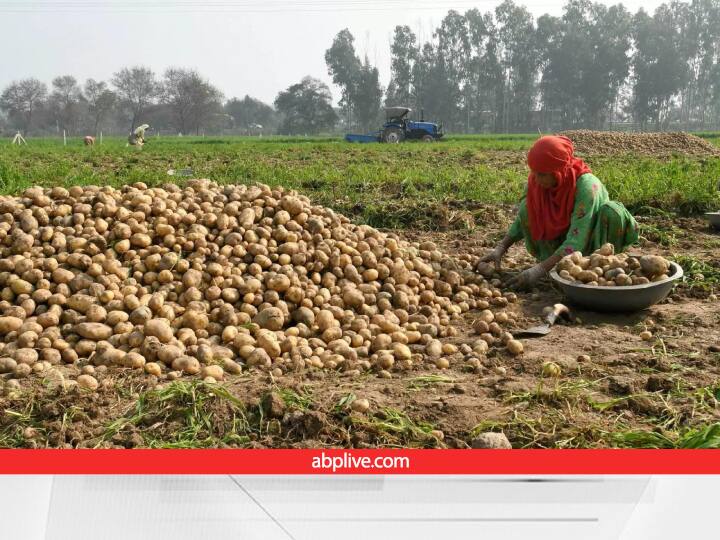 Pre Booking of Potato: आलू पकने से पहले ही मंडी व्यापारियों ने चालू कर दी बुकिंग, प्रति क्विंटल के मिलेंगे इतने दाम Mandi traders Booked Potato by fixing per quintal potato prices to the farmers of Agra and Aligarh divisions Pre Booking of Potato: आलू पकने से पहले ही मंडी व्यापारियों ने चालू कर दी बुकिंग, प्रति क्विंटल के मिलेंगे इतने दाम