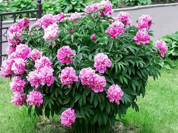 peony-plant-at-home-for-marriage Astro Tips: આ છોડ ઘરમાં લગાવો, થશે ચટ મંગની પટ બ્યાહ