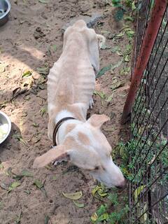 Dogs Cats Rescued : விலங்குகள் நல அமைப்புகளின் கூட்டு நடவடிக்கையில் 101 விலங்குகளை மீட்ட தமிழ்நாடு காவல்துறை!