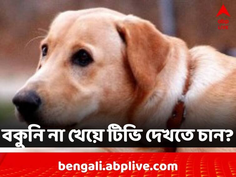 Bond Between Dog And A Little Girl Amazes Internet As The Pet Alerts The Little Girl To Switch Off TV Viral News: লুকিয়ে টিভি দেখা! বাবার বকুনি থেকে বাঁচতে খুদেকে সতর্ক করছে পোষ্য সারমেয়