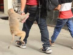 राजगढ़ के ब्यावरा में बंदर की हरकत से परेशान हुए लोग, पकड़ कर ले गए थाने और पुलिस को सौंपा, दर्ज कराई शिकायत