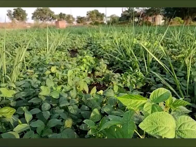 Nandurbar Maharashtra agriculture Marathi news Soyabean InterCrop in sugarcane Soyabean InterCrop : नंदुरबारात ऊसामध्ये घेतलं सोयाबीनतं आंतरपीक, पंचक्रोशीत रंगली चर्चा