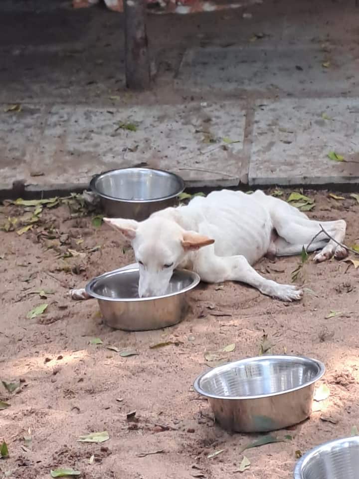 பல தனிப்பட்ட ஆர்வலர்கள் கைகோர்த்து விலங்குகளை காப்பாற்றினர்