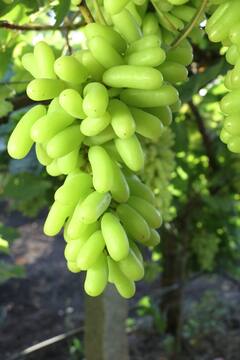 Sangli News : मिरज तालुक्यातील कवलापूरच्या द्राक्ष उत्पादक शेतकरी बंधूंची गोल्डन कामगिरी! द्राक्षाची नवीन वाण केली विकसित