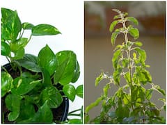 మనీ ప్లాంట్, తులసి మొక్కలతో జాగ్రత్త - ఈ పొరపాట్ల వల్ల కష్టాలు, నష్టాలు వేధిస్తాయ్!