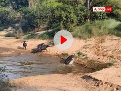 छत्तीसगढ़ के इंद्रावती टाइगर रिजर्व में दिखा वन भैंसो का झुंड, पानी में मस्ती करते सामने आया वीडियो