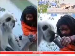 साधु ने अंजान लंगूर को दिया खाने को खाना और पीने को पानी, इंसानियत देख पिघला दिल