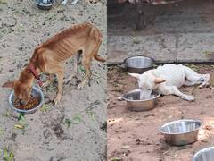 Dogs Cats Rescued : விலங்குகள் நல அமைப்புகளின் கூட்டு நடவடிக்கையில் 101 விலங்குகளை மீட்ட தமிழ்நாடு காவல்துறை!