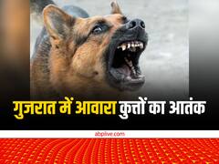 गुजरात में आवारा कुत्तों का आतंक, एक साल में काटने के इतने मामले आए सामने, आंकड़े कर देंगे परेशान