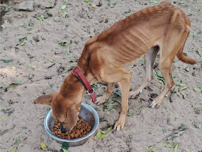 Tamil Nadu Animal Welfare Board Rescues 101 Pets From Yashuva Animal Trust