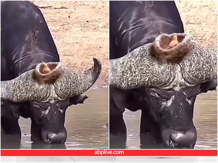 Bird made a nest between horns on buffalo head Video: भैंस के सींगों के बीच चिड़िया ने बना लिया घोंसला, ऐसे वीडियो कम ही देखने को मिलते हैं