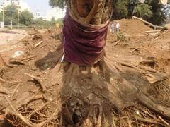 छत्तीसगढ़: अब विकास कार्य में बाधा नहीं बनेंगे बड़े वृक्ष, जानें कैसे बिना पेड़ काटे बनेगा सड़क