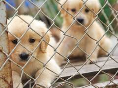 न्यूयॉर्क ने बिल्ली, कुत्ता और खरगोश की बिक्री पर लगाया बैन, जानिए इसके पीछे की वजह