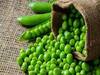 Green Peas Production: हरी मटर से होगी किसानों की इनकम डबल, इस राज्य सरकार ने बड़ी कंपनियों के साथ मिलकर उठाया ये कदम