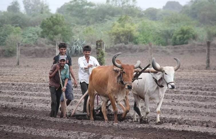 Gujarat Agriculture News: Chickpea cultivation first priority for famers of Amreli in kharif season Gujarat Agriculture News: અમરેલી જિલ્લામાં ખેડૂતોએ શિયાળુ વાવેતરમાં કયા પાક પર ઉતારી પસંદગી ? જાણો શું છે કારણ
