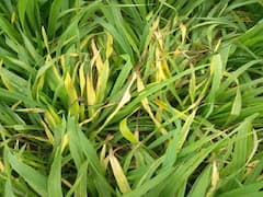 हर किसान का एक ही सवाल... गेहूं की पत्तियां पीली क्यों पड़ रही हैं?