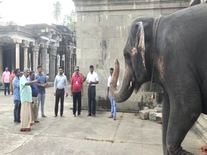 மயூரநாதர் கோயில் யானை அபயாம்பிகையை ஆய்வு செய்த வனத்துறையினர்