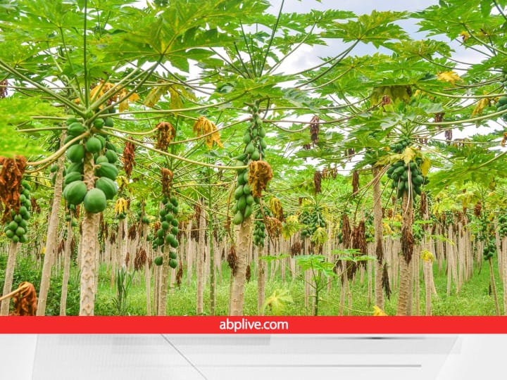 Agri Business Idea of Papaya Farming will give huge profitable Earnings Along with Funds of 45000 Rupees Agri Business Idea: बीमारियों के दौर में जबरदस्त मुनाफा देगा ये बिजनेस, 45,000 रुपये का फंड देगी सरकार, करें आवेदन