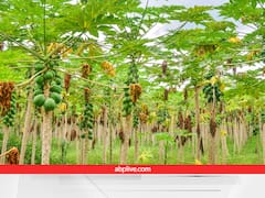 बीमारियों के दौर में जबरदस्त मुनाफा देगा ये बिजनेस, 45,000 रुपये का फंड देगी सरकार, करें आवेदन