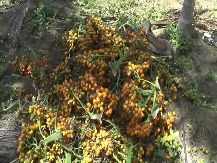 dharmapuri: police department arrested 2 people who stole 200 kg bags in Dharmapuri TNN தருமபுரி: மரத்தில் ஏறி 200 கிலோ பாக்குகளை திருடிய 2 பேர்  கைது