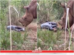 जंगल के बीच गैंडे ने प्यारे बच्चे को दिया जन्म, कैमरे में कैद हुई घटना