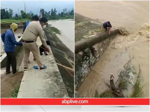बांध में फंसा था कुत्ता, शख्स ने जान पर खेलकर बचाई उसकी जान, Video देखिए