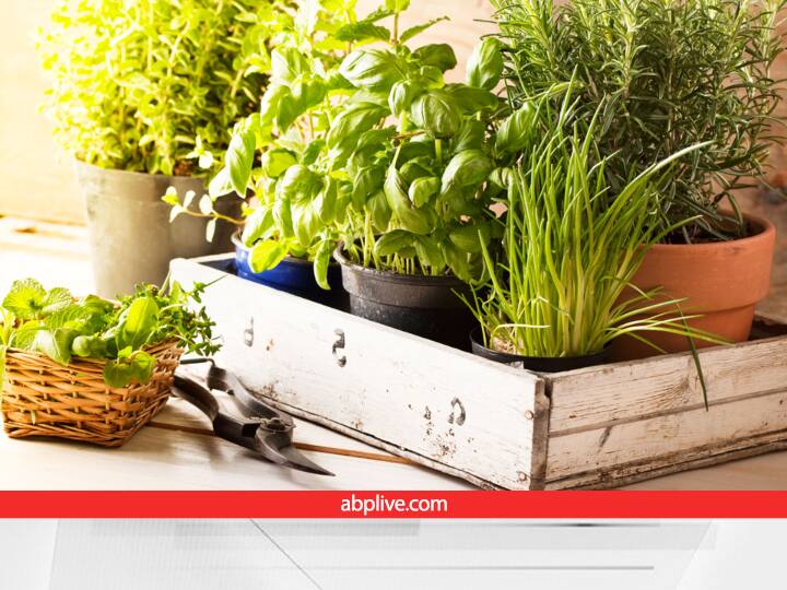 Home Gardening of coriander green chili and mint leaves in Container Follow the Process Urban Farming: अब सब्जी वाले से फ्री में नहीं लेना पड़ेगा धनिया, पुदीना, हरी मिर्च, इन सभी का इंतजाम घर से ही हो जाएगा