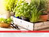 Urban Farming: अब सब्जी वाले से फ्री में नहीं लेना पड़ेगा धनिया, पुदीना, हरी मिर्च, इन सभी का इंतजाम घर से ही हो जाएगा