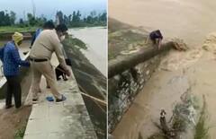 ਡੈਮ 'ਚ ਫਸਿਆ ਕੁੱਤਾ, ਬੰਦੇ ਨੇ ਜਾਨ ਖ਼ਤਰੇ 'ਚ ਪਾ ਕੇ ਬਚਾਈ ਜਾਨ