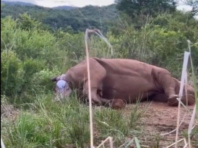 Video Of Rare Sighting Of Mother Rhino Giving Birth To A Calf Goes Viral  WATCH