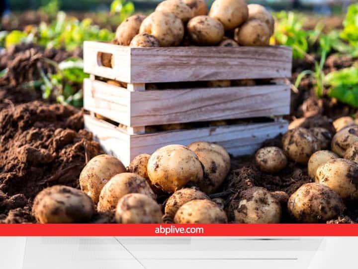Potato Cultivation Process How much time does it take from sowing to ripening and harvesting Potato Harvesting: क्या आप जानते हैं आलू को बोने से लेकर आपके घर तक आने में कितना टाइम लगता है?