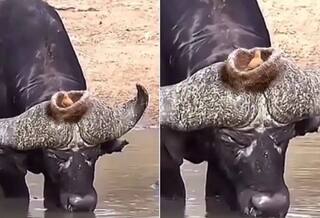 Viral Video: ਮੱਝ ਦੇ ਸਿੰਗਾਂ ਦੇ ਵਿਚਕਾਰ ਚਿੜੀ ਨੇ ਬਣਾਇਆ ਆਲ੍ਹਣਾ, ਬਹੁਤ ਘੱਟ ਦੇਖਣ ਨੂੰ ਮਿਲਦੀਆਂ ਹਨ ਅਜਿਹੀਆਂ ਵੀਡੀਓਜ਼