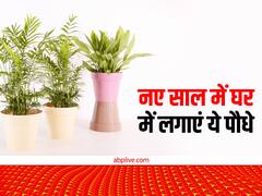 Vastu Tips 2023: घर के आंगन में ये 5 पौधे लगाकर करें नए साल की शुरुआत, कभी नहीं होगी धन की कमी