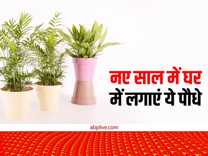 Vastu Tips For New Year: नया साल आने में बस अब कुछ दिन ही बाकी रह गए हैं. अगर आप भी साल 2023 को सुख-समृद्धि से भरना चाहते हैं तो साल की शुरुआत घर में शुभ पेड़-पौधे लगाकर करें.