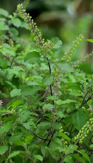તુલસીના આ ઉપાય બનાવશે માલામાલ
