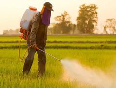 Pesticides: જો જંતુનાશક દવાઓ વેચવાનો બિઝનેસ કરી રહ્યા છો તો 31 ડિસેમ્બર સુધીમાં આ કામ કરો, નહીં તો દુકાન બંધ કરવી પડશે.