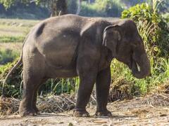 छत्तीसगढ़: सूरजपुर में हाथियों ने ढहाये घर, अनाज किया चट; ग्रामीणों में दहशत का माहौल
