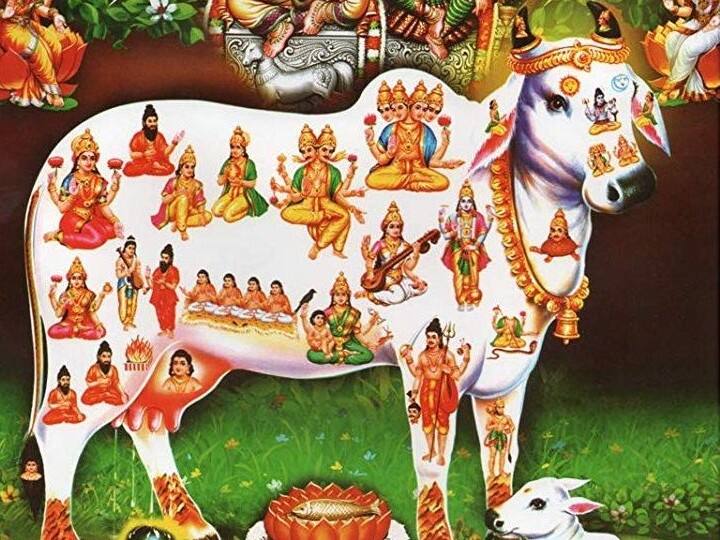 हर सुबह गाय की पूजा और सेवा करने से मां लक्ष्मी का आशीर्वाद मिलता है. धन-दौलत में कमी नहीं आती. ग्रहों के अशुभ प्रभाव कम होते हैं. ध्यान रहे गाय को कभी झूठा या बासी भोजन न खिलाएं. ऐसा करना दरिद्रता को न्यौता देने जैसा है.