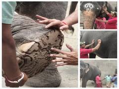 மயூரநாதர் கோயில் யானை அபயாம்பிகையை ஆய்வு செய்த வனத்துறையினர்