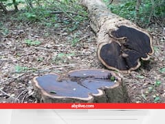 दुनिया की सबसे महंगी लकड़ी अफ्रीकन ब्लैक वुड, चंदन से लाख गुना ज्यादा हैं इसके भाव, जानें किस काम आती है?